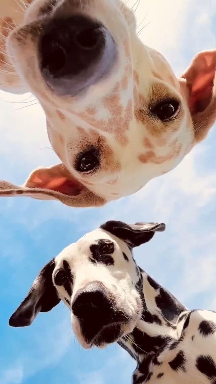 Pet profile & health tracking