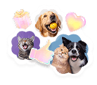 Petio memory collage showing pets and saved moments